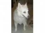 Adopt Bj a American Eskimo Dog