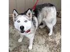 Adopt Silver a White - with Gray or Silver Siberian Husky  Mixed