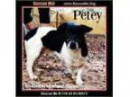 Adopt Petey a Rat Terrier Jack Russell Terrier