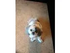 Adopt Baby adoption pending a White - with Gray or Silver Shih T