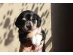 Adopt Cedar a Labrador Retriever  Shepherd (Unknown Type)  Mixed