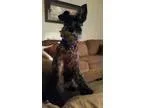 Adopt Cooper a Schnauzer