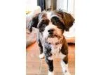 Adopt Rumples a Shih Tzu  Mixed dog in Washington DC (15422719)
