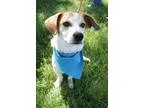 Adopt Jackie a Border Collie