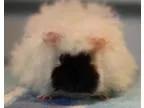 Adopt Shelby a Guinea Pig