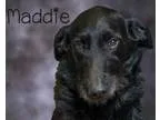 Adopt Maddie a Labrador Retriever