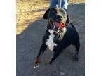 Adopt Samson a Rottweiler Labrador Retriever