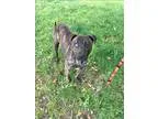 Adopt Darby a Pit Bull Terrier  Mixed dog in Silverdale WA (1545