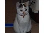 Adopt Marti a Calico American Shorthair