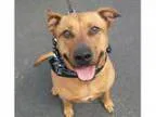 Adopt Kobe a TanYellowFawn Rhodesian Ridgeback Pit Bull Terrier