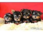 CKC very cute tiny Yorkie ( Yorkshire Terrier ) puppies