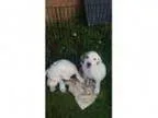 Adopt Faith Hill a Boxer Great Pyrenees