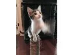 Adopt Guinness a Domestic Shorthair  Mixed (short coat) cat in O