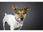 Adopt Prince a Tricolor (TanBrown and Black and White) Jack Russ