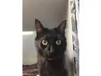 Adopt Fluffy a Domestic Medium Hair