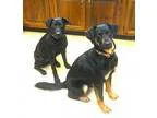 Adopt Nina and Lola a Labrador Retriever