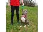 Adopt Bailey- ADOPTED a Staffordshire Bull Terrier