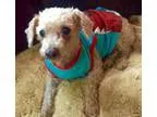 Adopt Oscar a Poodle (Miniature)  Mixed dog in Rockville MD (155