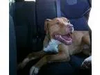 Adopt Gordon a BrownChocolate - with White Pit Bull Terrier  Mix