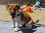 Caring jack russell puppy
