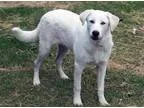 Adopt Campbell a Great Pyrenees Labrador Retriever