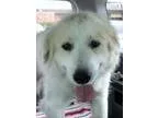 Adopt Mary Lou (S) a Great Pyrenees