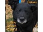 Adopt Shaver a Chow Chow Labrador Retriever