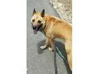Adopt ALLIE a Black - with White Border Collie  Mixed dog in Cam