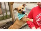 Adopt Moek a Tricolor (TanBrown and Black and White) Shepherd (U