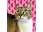 Adopt Sybil a Domestic Short Hair