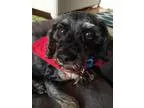 Adopt Alexis a Miniature Poodle  Cocker Spaniel  Mixed dog in Wa