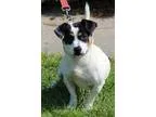 Adopt Spot a Jack Russell Terrier