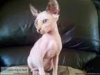 Sphynx Kits Contact Now