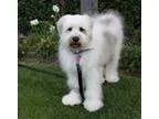 Beautiful White Husky