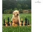 Adorable Yellow Lab Male Puppy Full Akc Registered