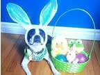 Adopt Zank a Black - with White Boston Terrier  Mixed dog in Lis