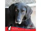 Adopt Fletcher a Labrador Retriever