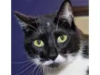 Adopt King and Princessa a Tuxedo Domestic Short Hair