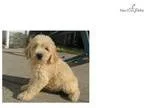 Adorable Goldendoodle Puppy Puppies