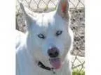 Adopt Banan a White Siberian Husky Mixed dog in Carrollton TX (