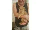 Adopt Bennie a Labrador Retriever  German Shepherd Dog  Mixed do