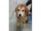 Adopt Leo a Golden Retriever