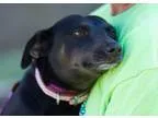 Adopt Seala a Terrier