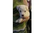 Adopt Rhododendron (Rhode) a White - with Black Hound (Unknown T