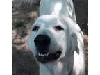 Adopt Quti a Great Pyrenees