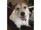Adopt Chester a White Terrier (Unknown Type Medium)  Jack Russel