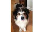 Adopt Joda a TanYellowFawn - with White Australian Shepherd  Fla