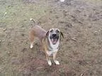 Adopt CAREY a Collie  German Shepherd Dog  Mixed dog in Toronto 