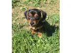 Adopt Brandy a Black - with Tan Yellow or Fawn Dachshund  Mixed 