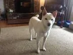 Adopt Nala a White Shiba Inu  Mixed dog in Charlton MA (15569054